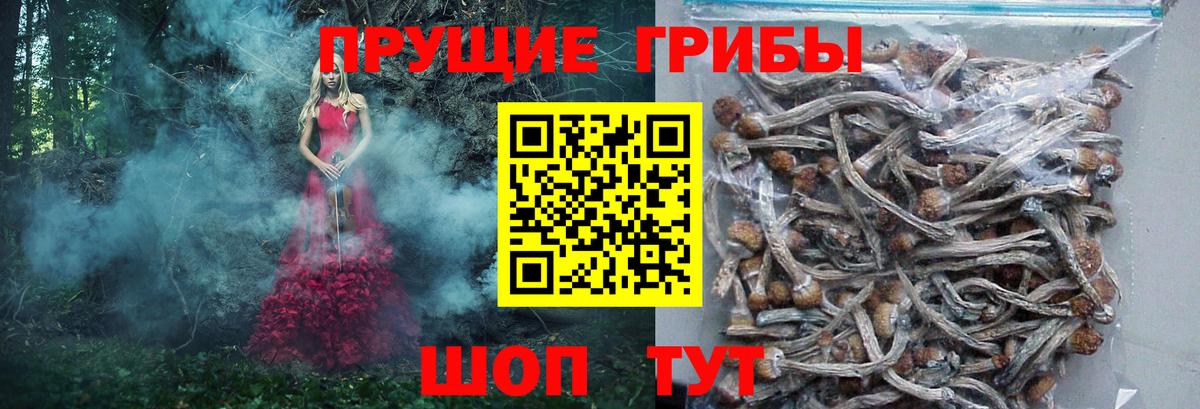 Сердобск  Псилоцибиновые грибы Psilocybe  Вход с VPN 